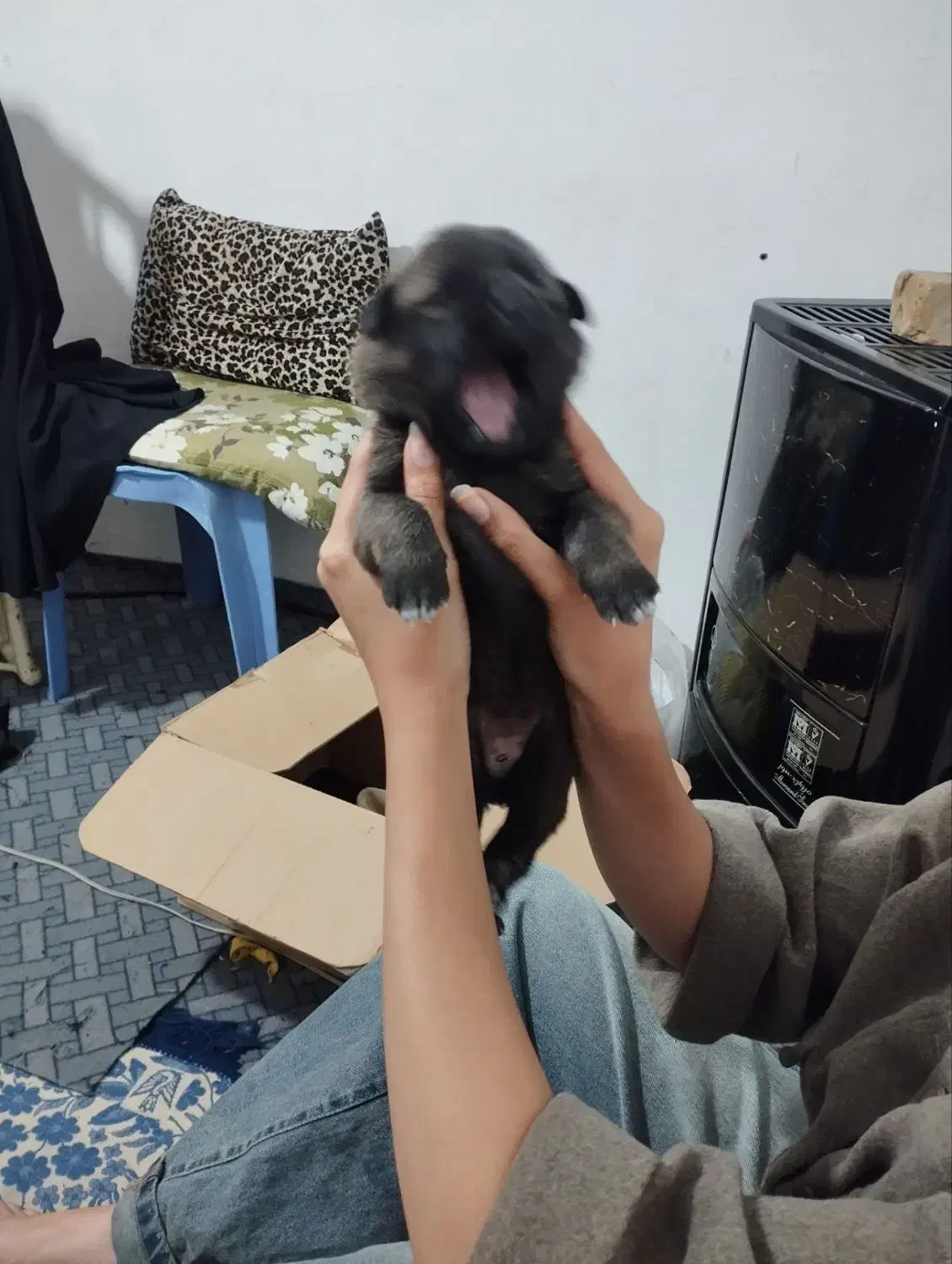 توله سرابی به شرط|سگ|هشتگرد, شهرک راه آهن|دیوار