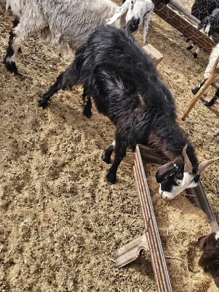 ۳ عدد بز آبستن دونه ۸ تومان|حیوانات مزرعه|نیمروز, |دیوار