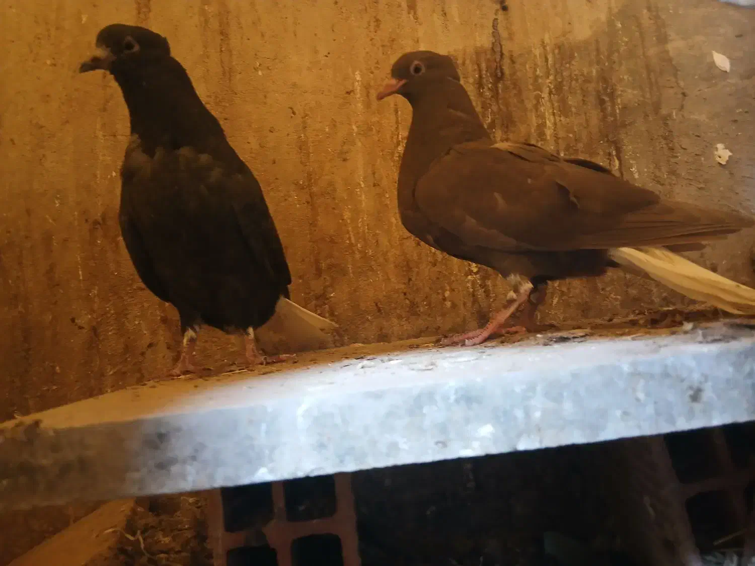 یه زیل و سرکه ای دمسفید مقلف و یه خوشرنگ|پرنده|محمدیه-قزوین, |دیوار