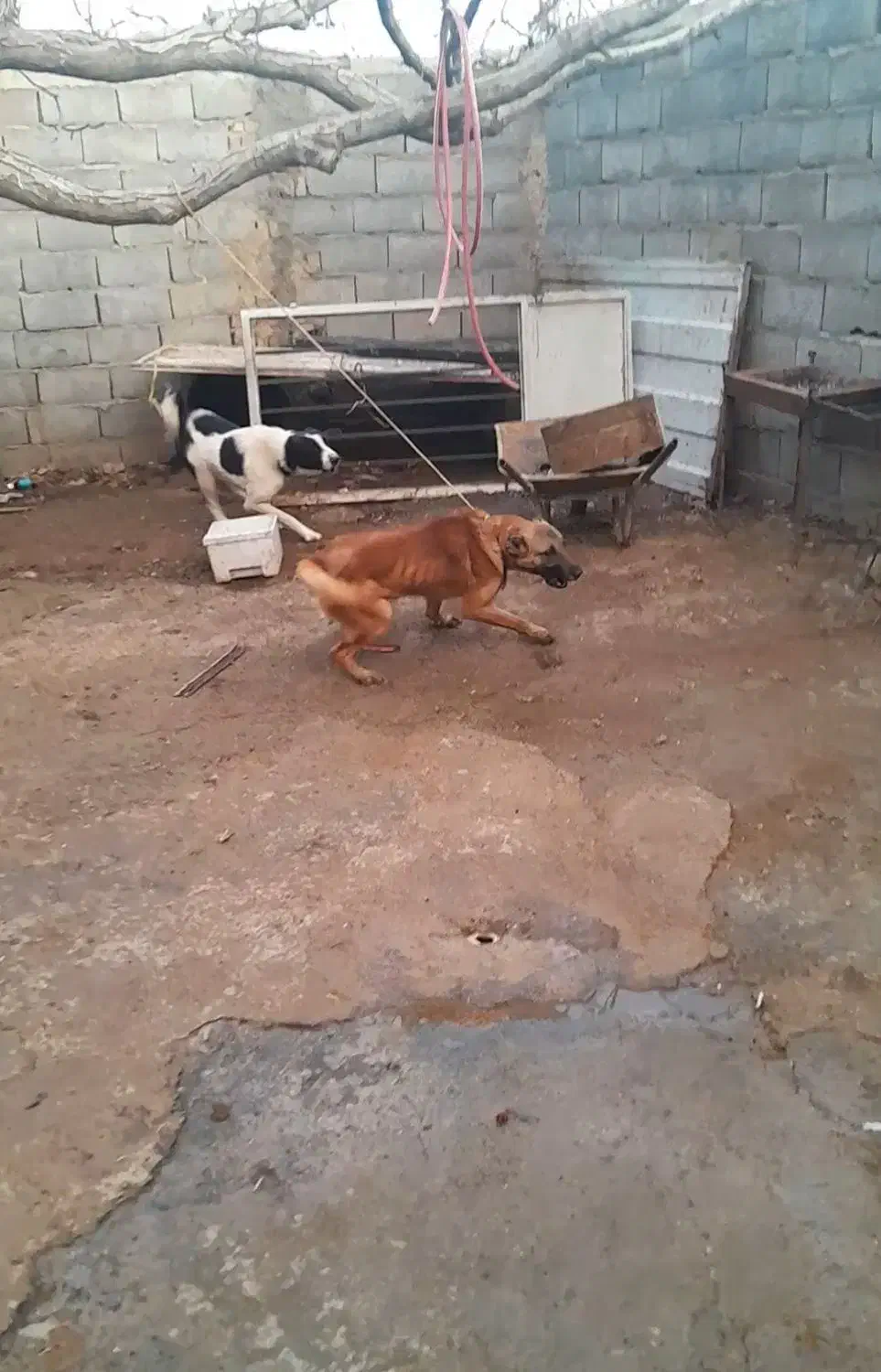 سگ نگهبان|سگ|زالیان, |دیوار