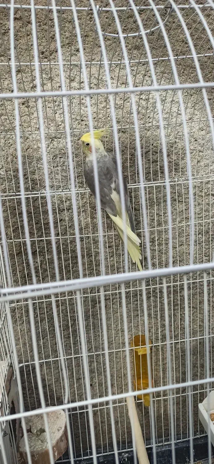 جفت عروس هلندی مولد تضمینی|پرنده|نقده, |دیوار