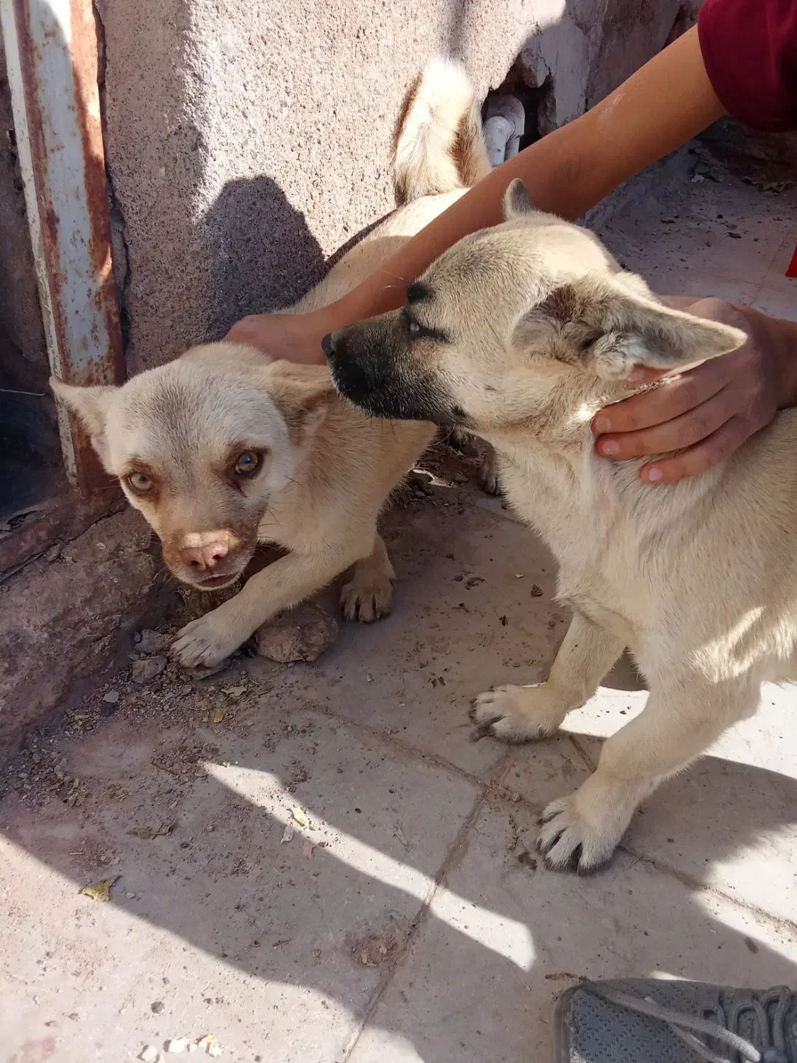 سگ اشتپیز اصل|سگ|رفسنجان, |دیوار