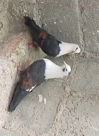 مخمل و دوکت|پرنده|مهر, |دیوار