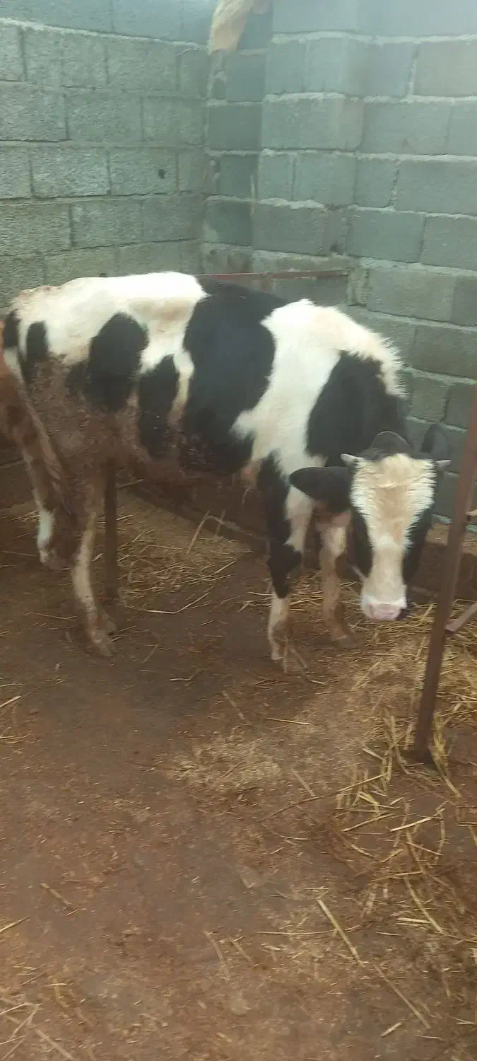 گاو نر هلشتین|حیوانات مزرعه|واجارگاه, |دیوار