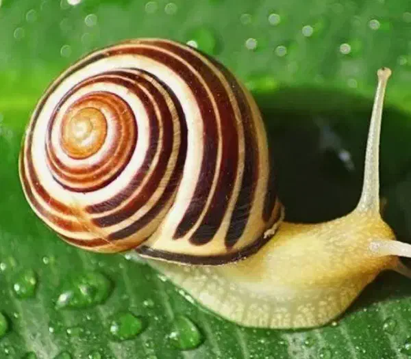 حلزون|خزنده|تربت جام, بوستان وحدت|دیوار