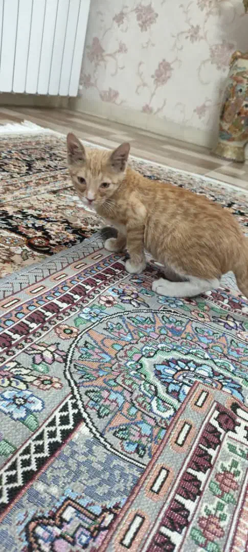 واگذاری رایگان بچه گربه|گربه|زاهدان, |دیوار