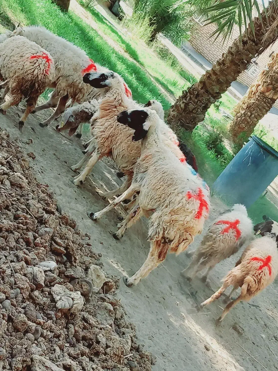 میش جوان مناسب|حیوانات مزرعه|جیرفت, |دیوار