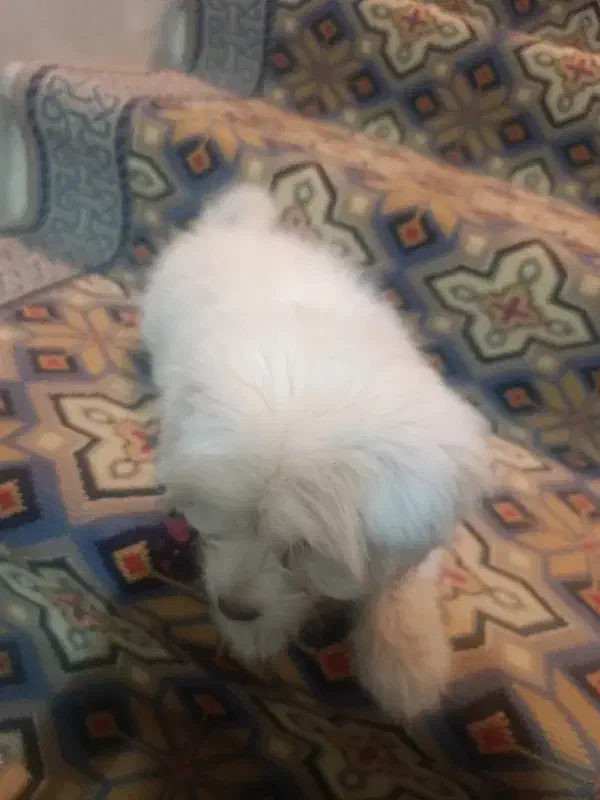 فروش سگ|سگ|یزد, |دیوار