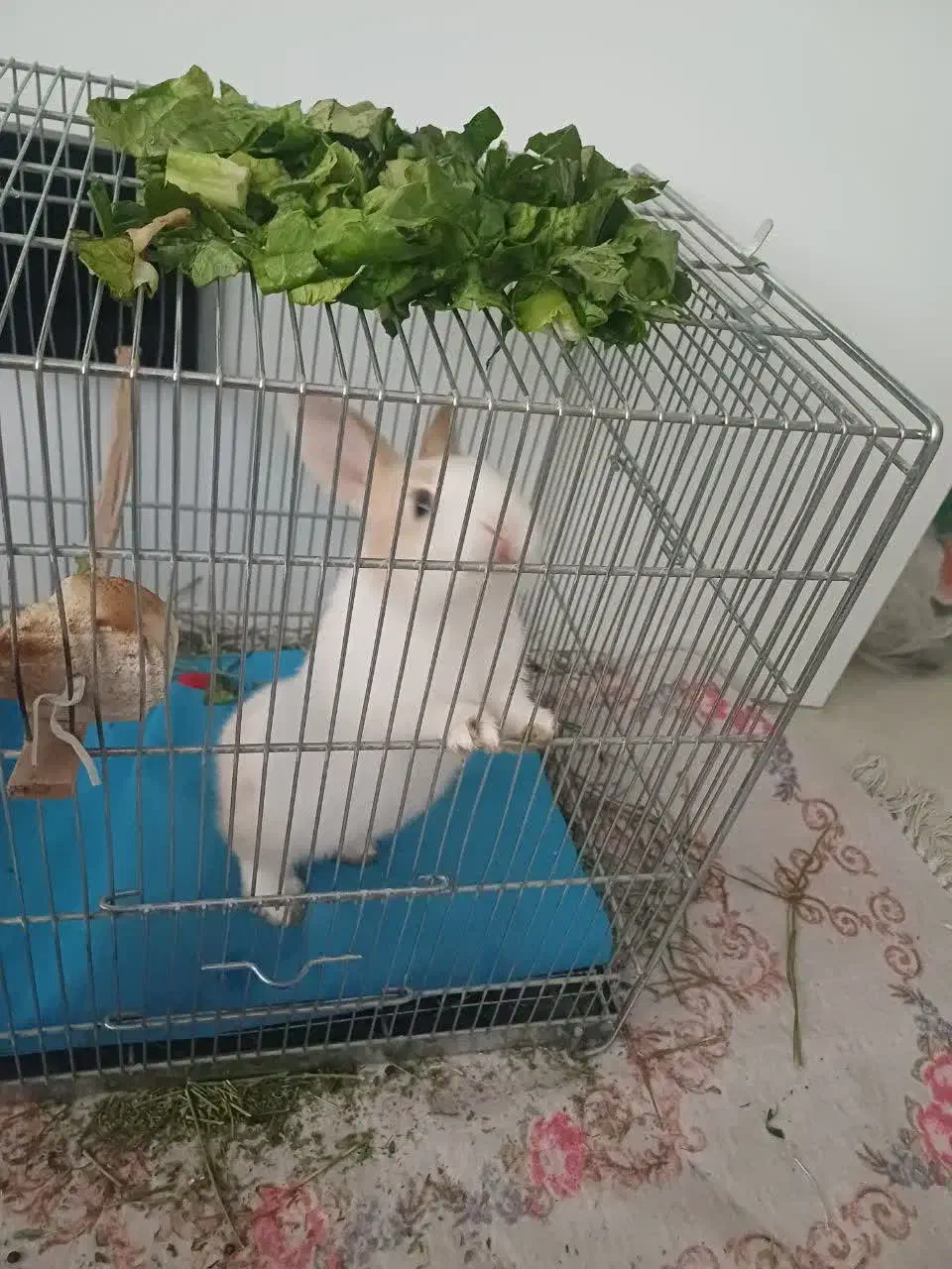 خرگوش|موش و خرگوش|پاکدشت, پاکدشت (مامازند)|دیوار