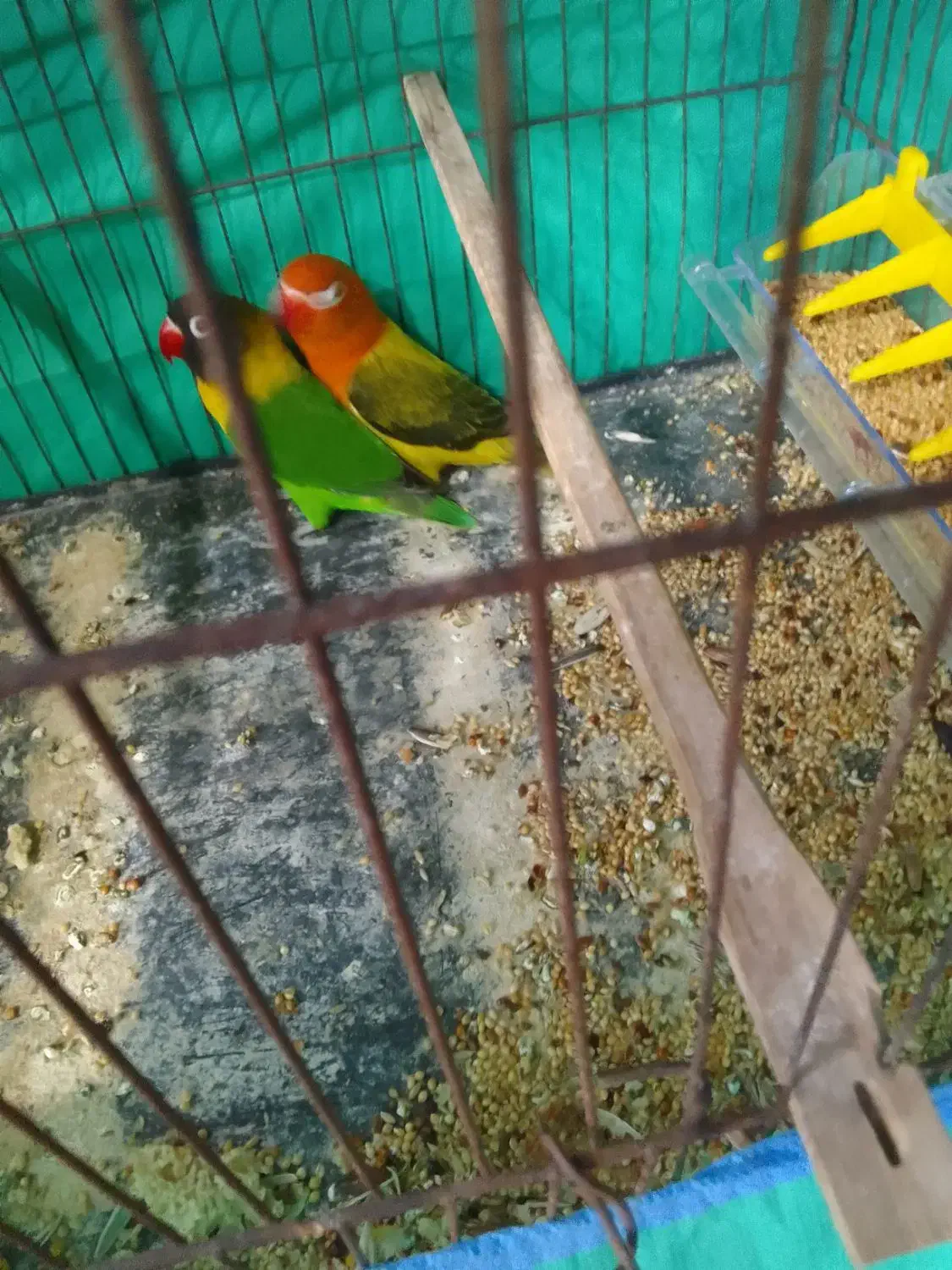 عروس هندی|پرنده|رشت, دیانتی|دیوار