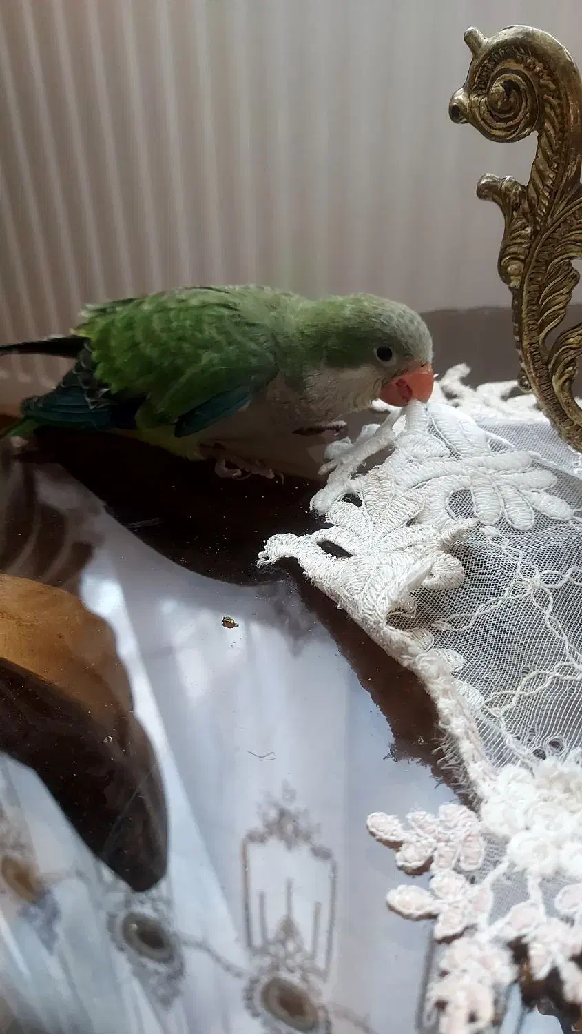 طوطی راهب ۴۵روزه|پرنده|تبریز, |دیوار