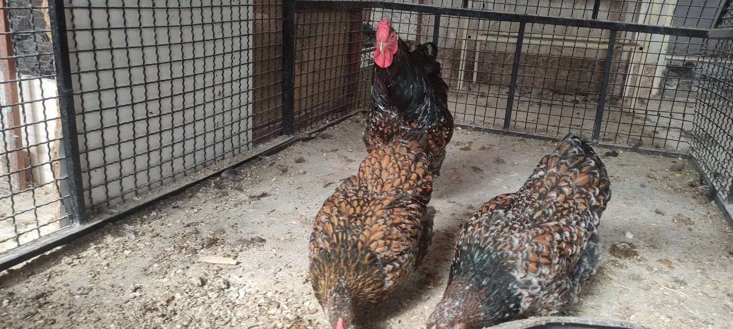 تخم نطفه دار  و جوجه برهما .ویاندوت و گلین|حیوانات مزرعه|سبزوار, صالح آباد|دیوار