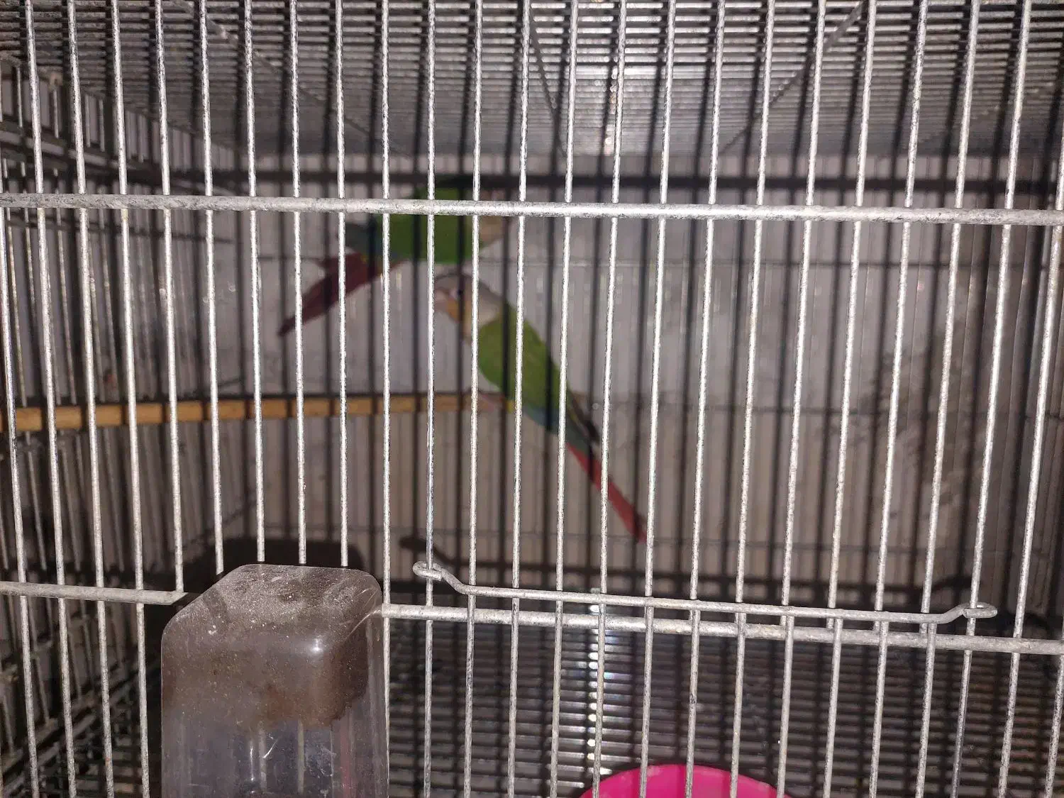 گیرینچیک مولد|پرنده|محمدشهر, محمدشهر|دیوار