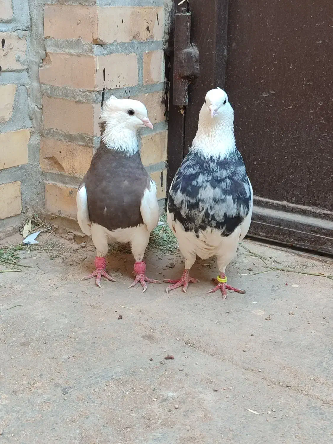 کفتر طوقی|پرنده|حمیدیا, |دیوار