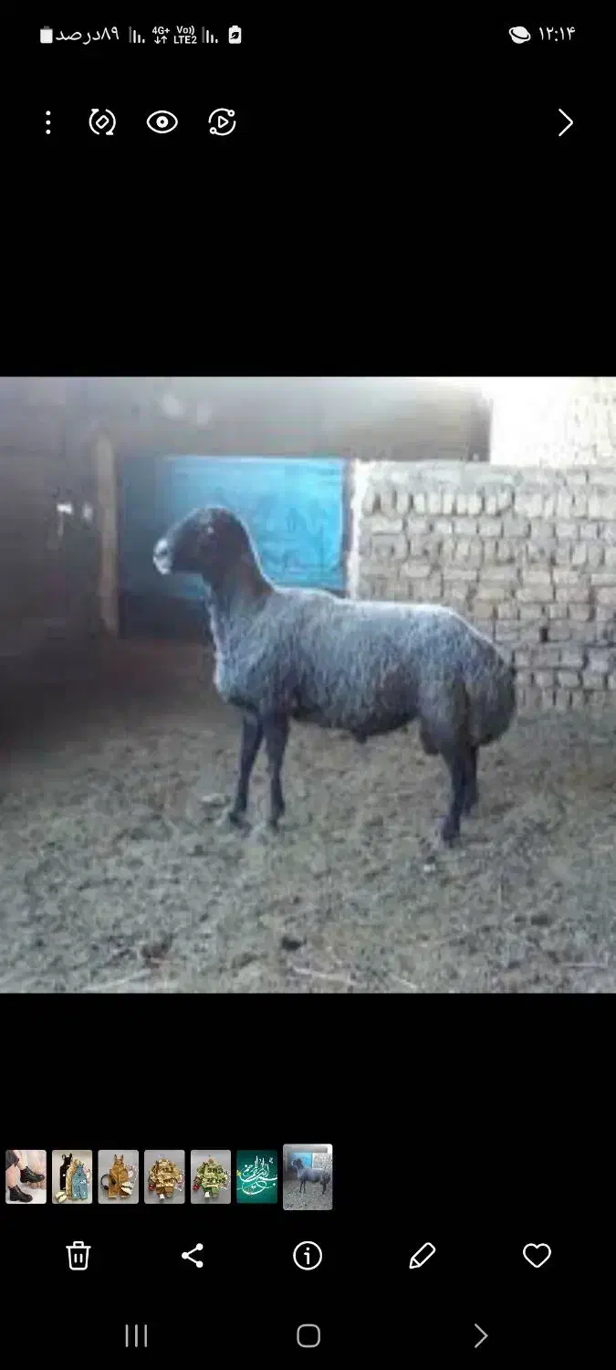 گوسفند قوچ برزی چاق|حیوانات مزرعه|ارسنجان, |دیوار