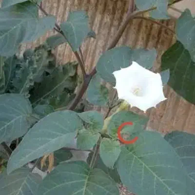 داعا|کتاب و مجله مذهبی|شوشتر, |دیوار