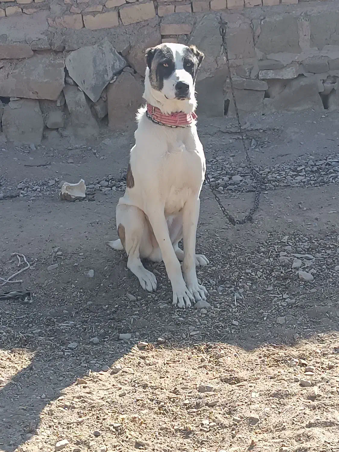 توله سگ|سگ|مشهد, میان ولایت|دیوار