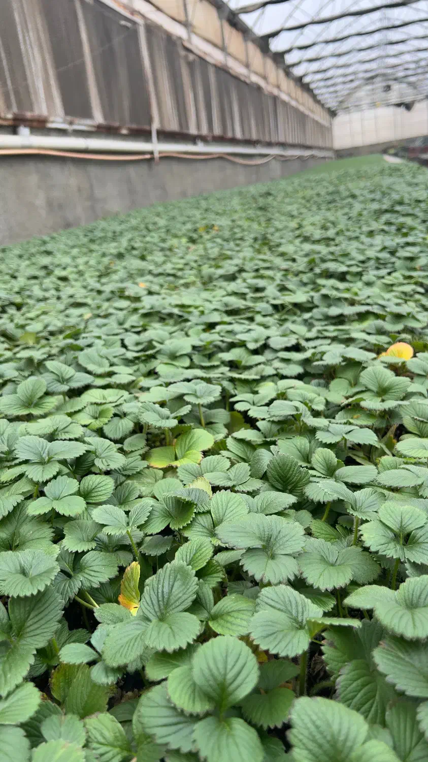 توت فرنگی|گل و گیاه طبیعی|ساری, |دیوار