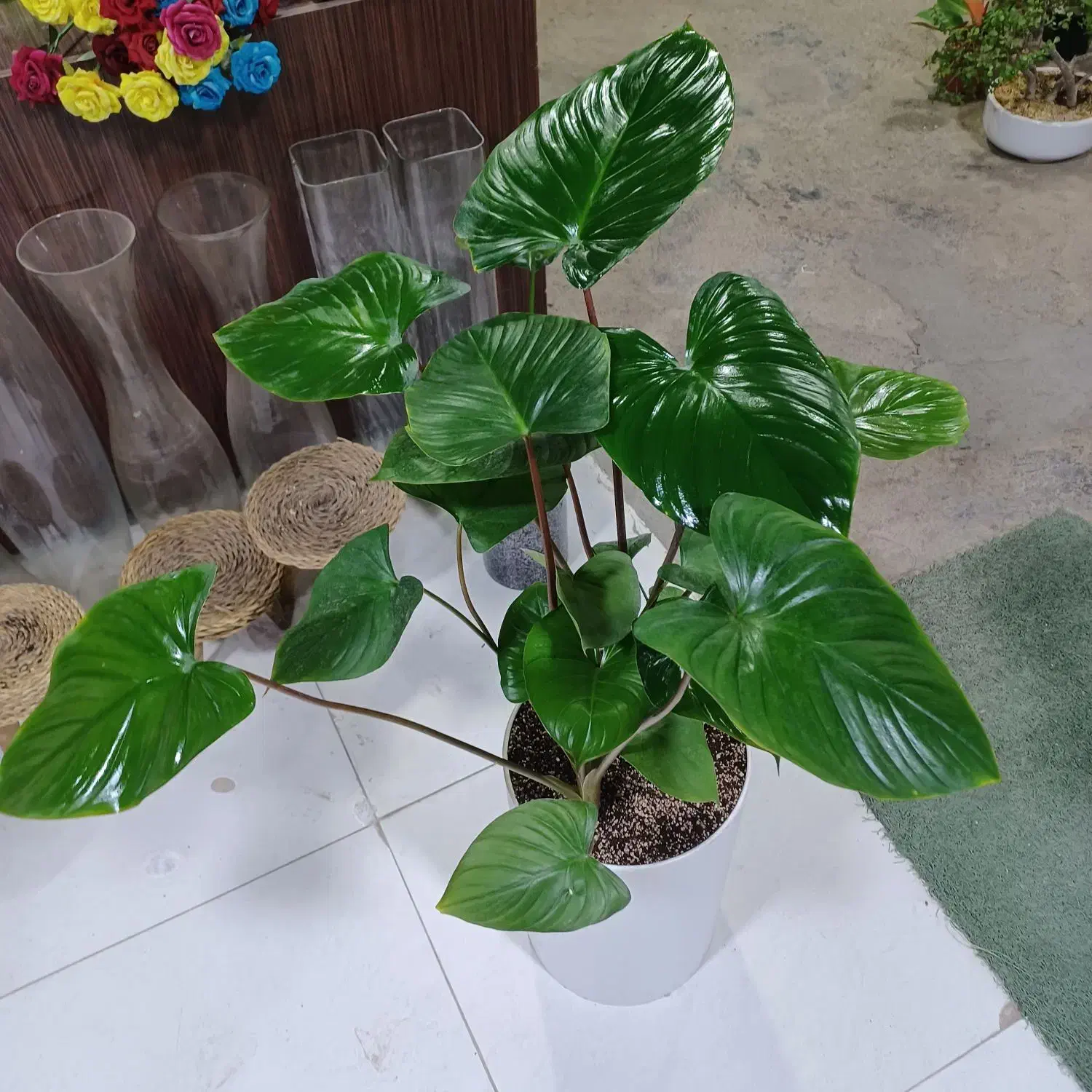 گلخانه بهشت جاده ب توحید روبروی استخر انتظام|گل و گیاه طبیعی|سنندج, |دیوار