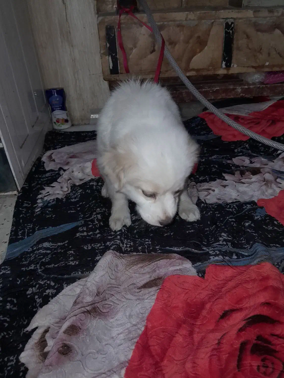 توله سگ ماده پاکوتاه ۴ ماهه|سگ|الیگودرز, |دیوار