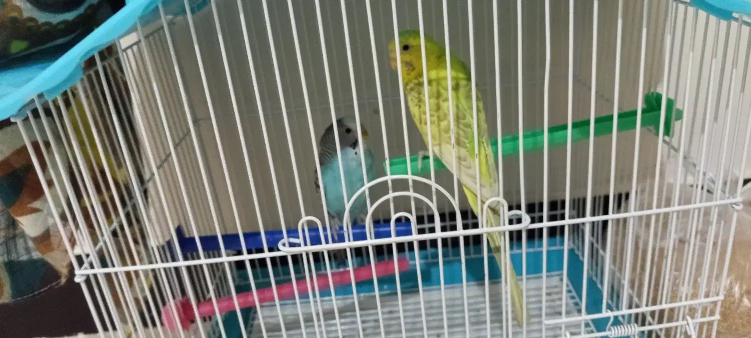 یه جفت کرغ عشق نازار|پرنده|کرمانشاه, |دیوار