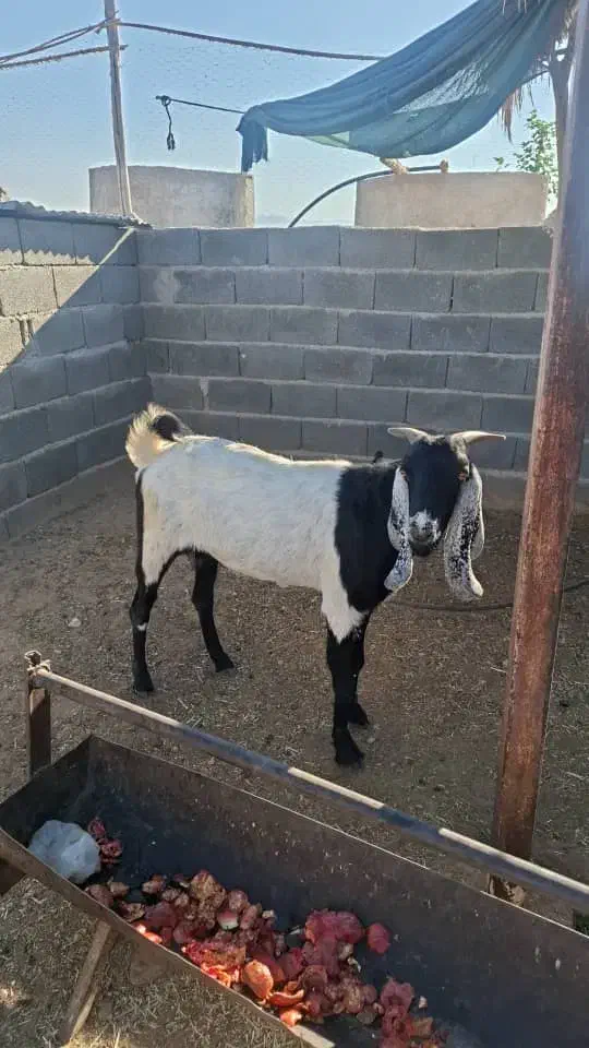 بز دورگ آبستن دوماه|حیوانات مزرعه|فورگ, |دیوار