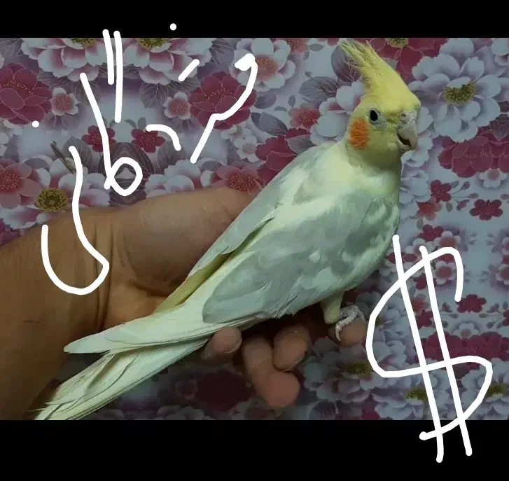 عروس هلندی لوتینو دوکت گمشده در نسیم شهر|حیوانات|نسیمشهر, |دیوار