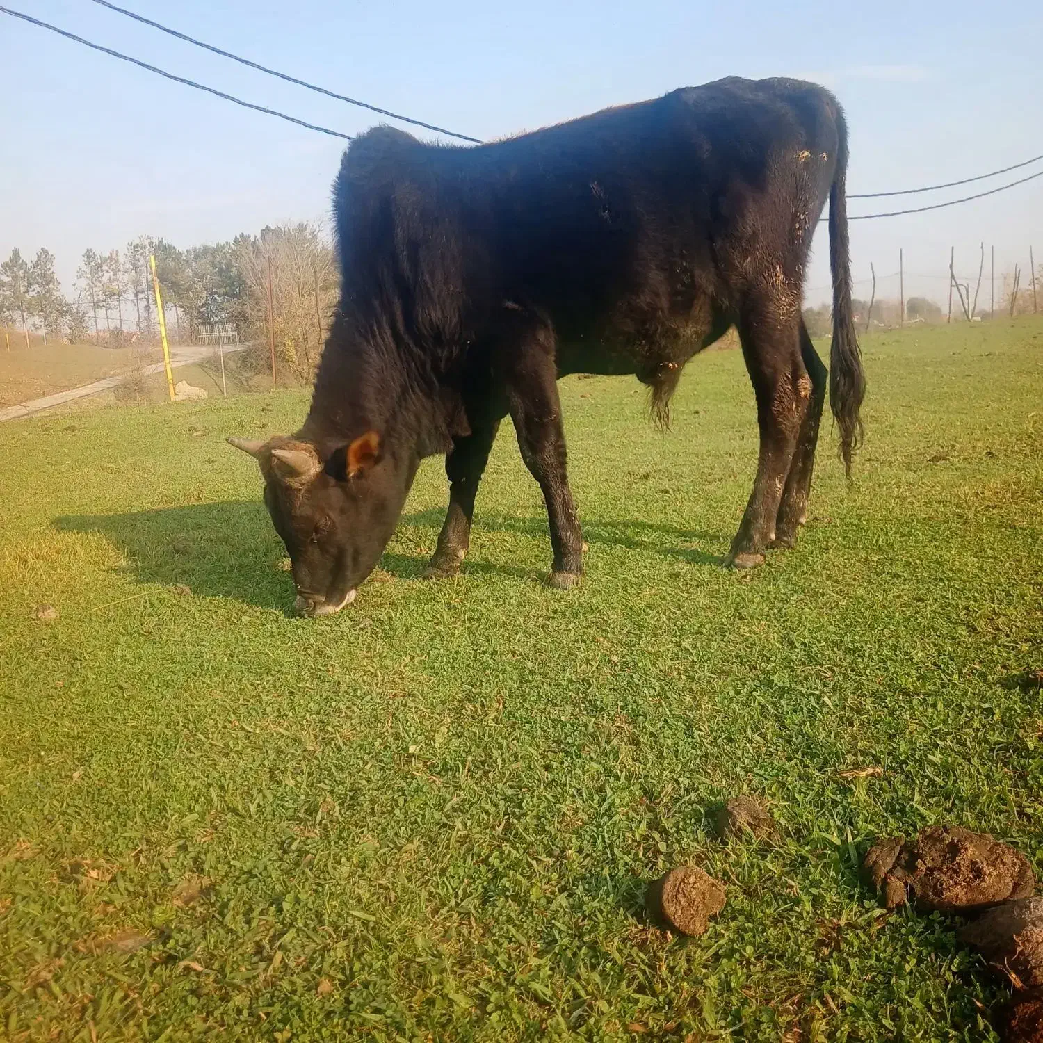 دو راس ورزا سرشاخ میزان|حیوانات مزرعه|سیاهکل, |دیوار