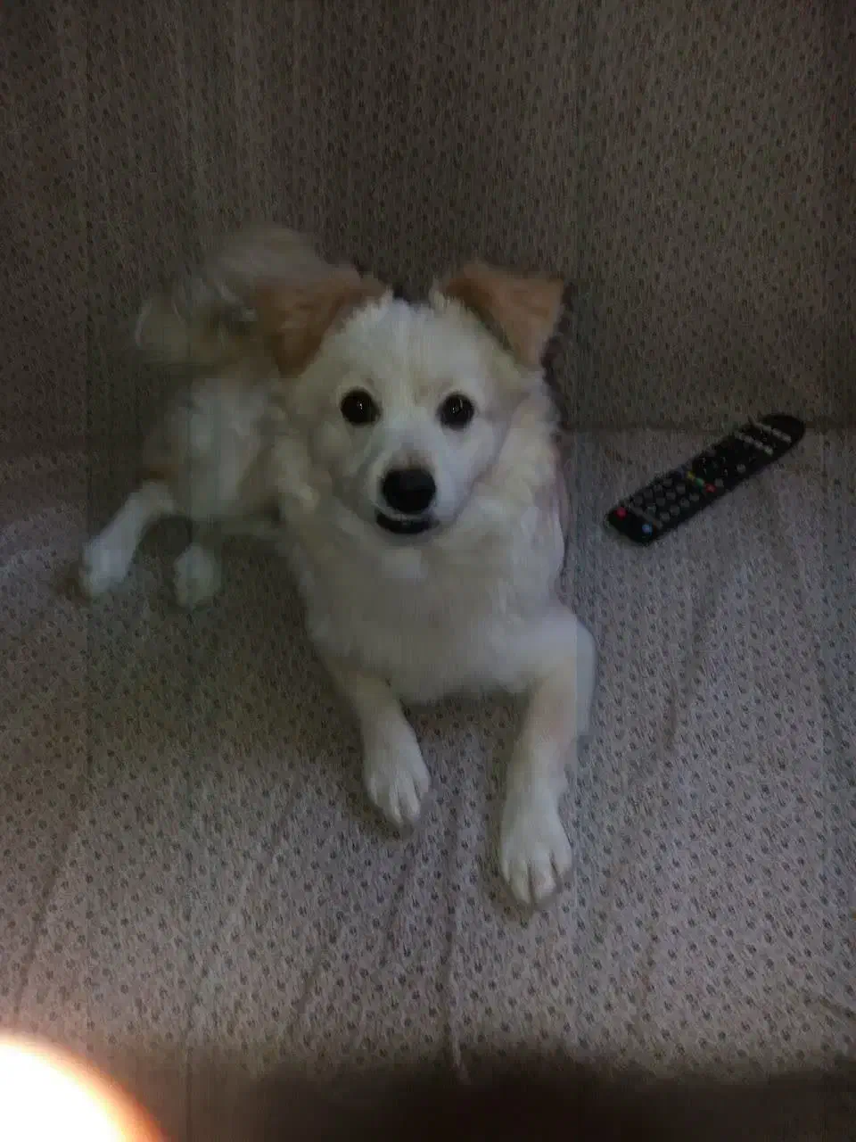 واگذاری سگ|سگ|اصفهان, دانشگاه اصفهان|دیوار