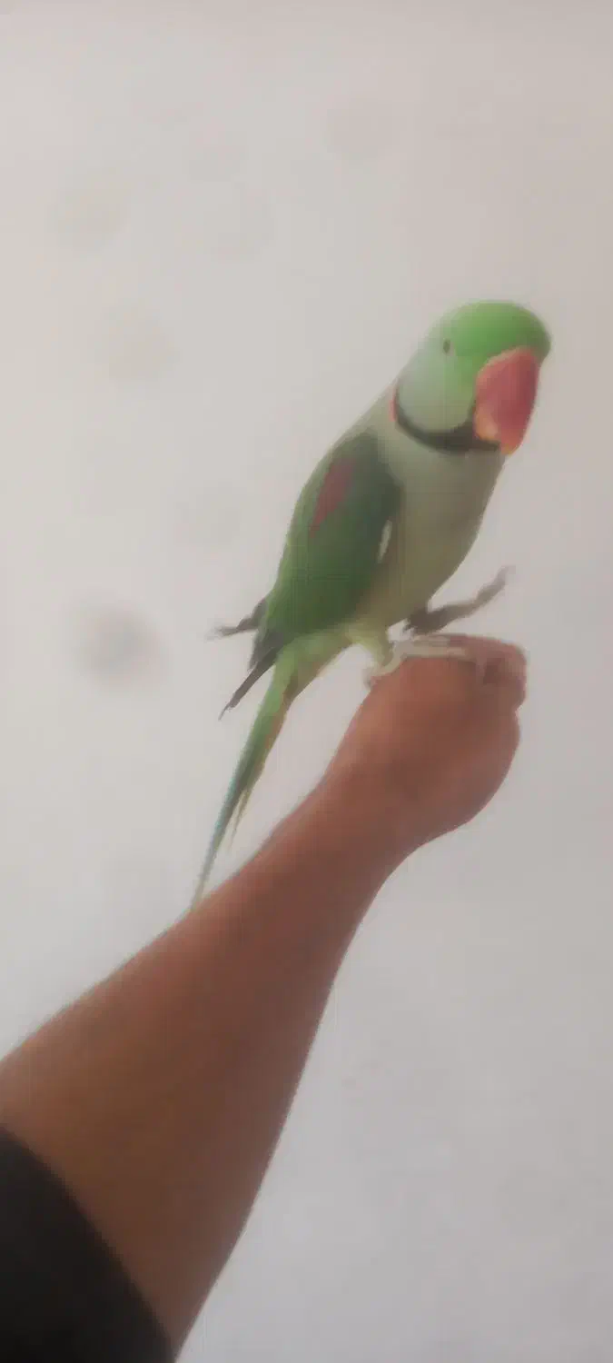 شاه طوطی|پرنده|گلبهار, شهر جدید گلبهار|دیوار