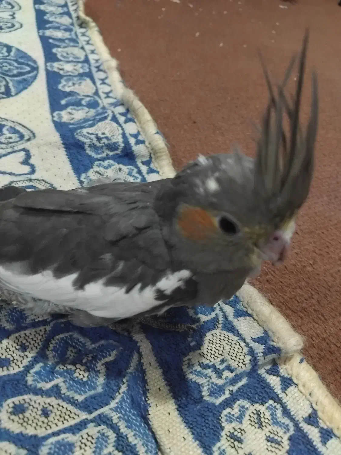 عروس هلندی|پرنده|بهبهان, |دیوار