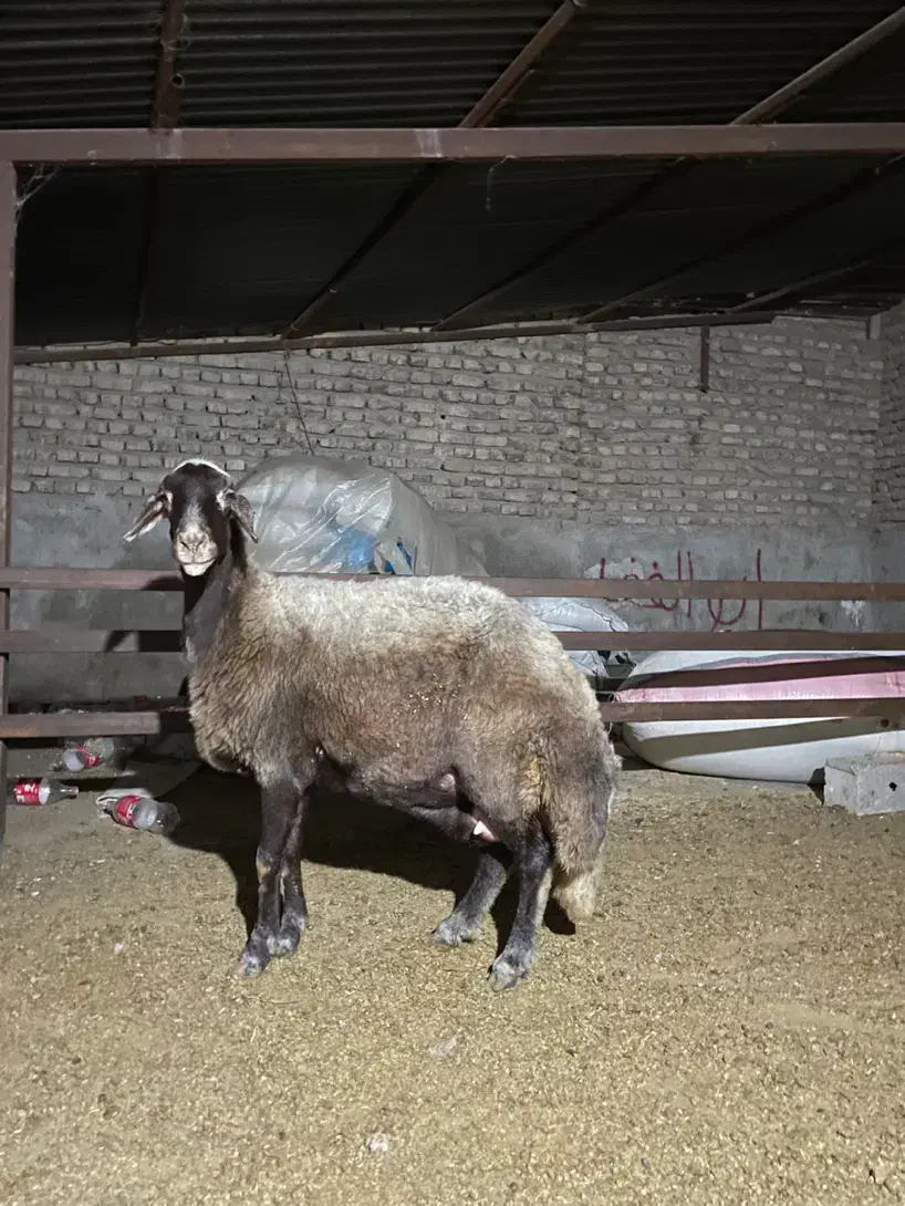 گوسفند کردستانی|حیوانات مزرعه|گرگان, |دیوار