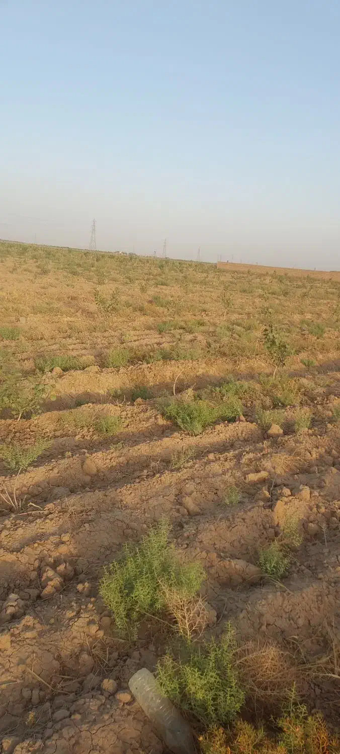 باغ پسته|فروش زمین و ملک کلنگی|بوئین زهرا, |دیوار