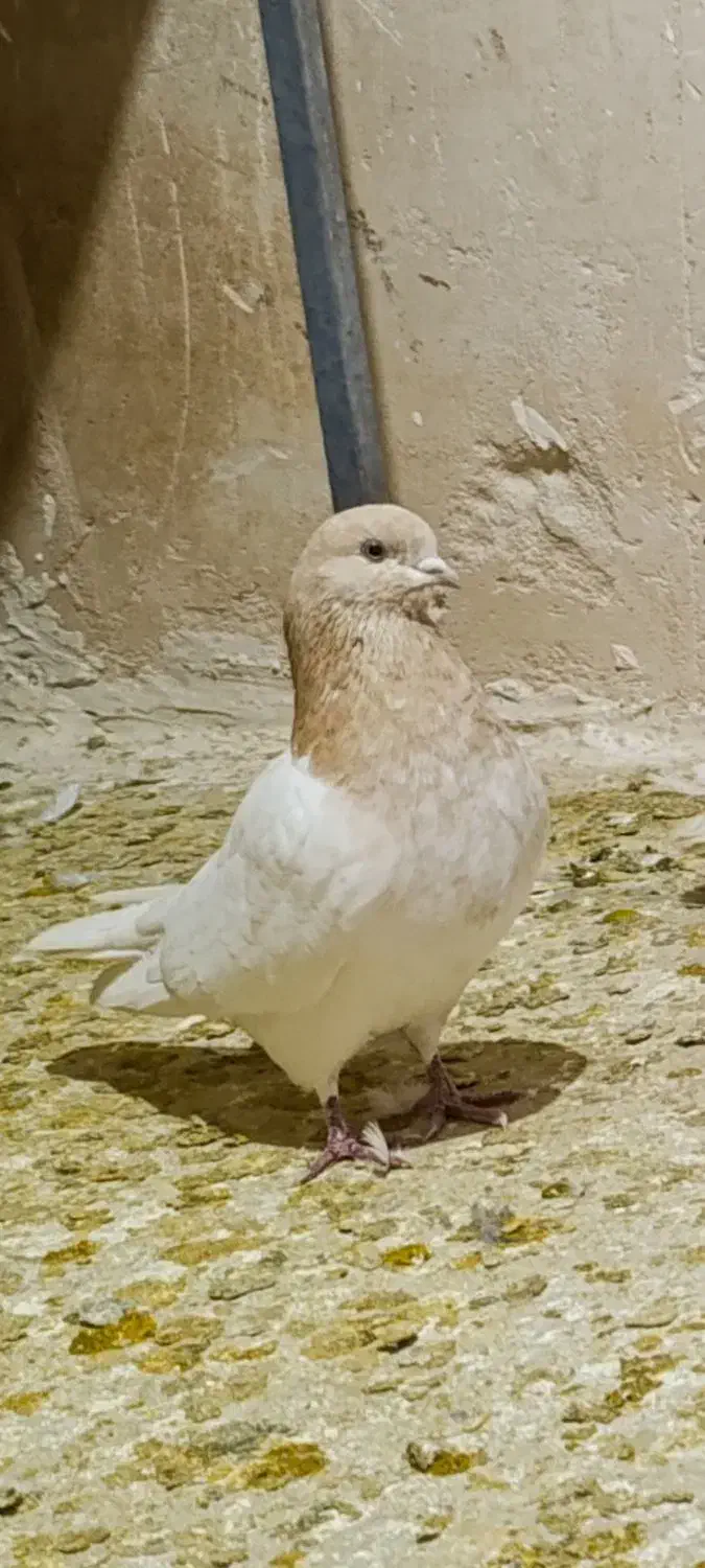 کفتر|حیوانات|بروجرد, |دیوار