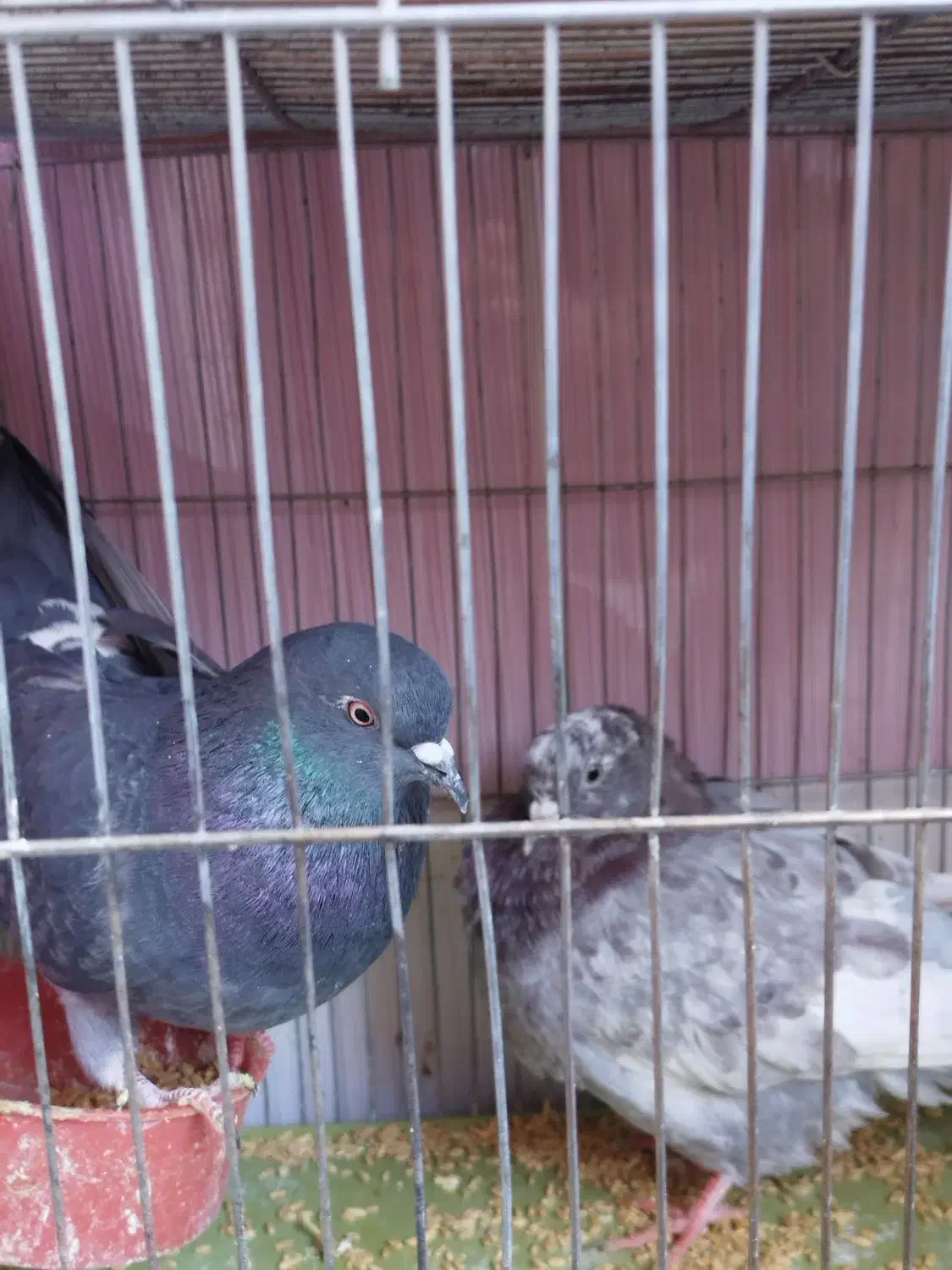 دو عدد کبوتر به فروش میرسد|پرنده|فولادشهر, مسکن مهر فولادشهر|دیوار