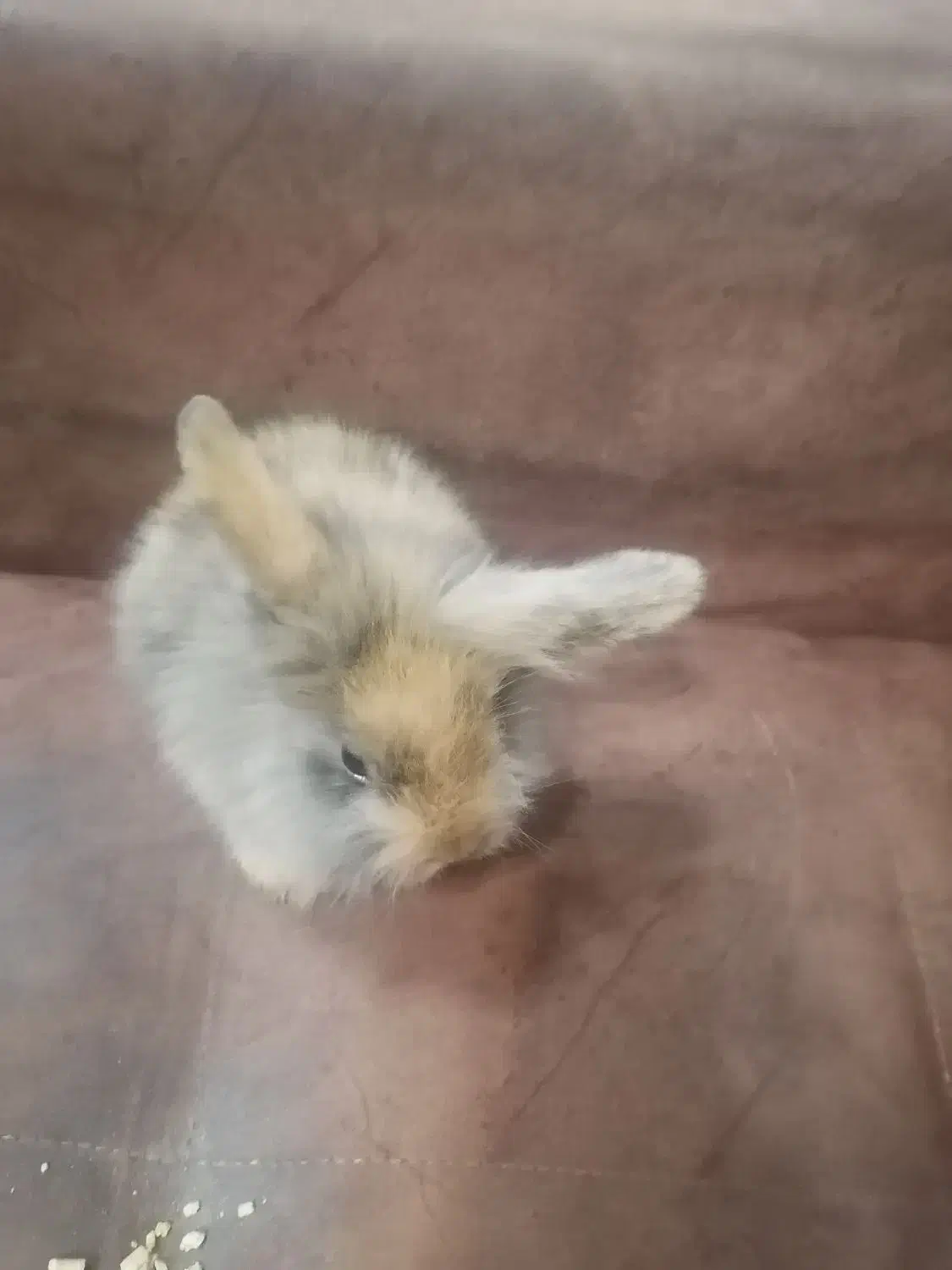 خرگوش لوپ|موش و خرگوش|نجفآباد, شهدای غربی|دیوار