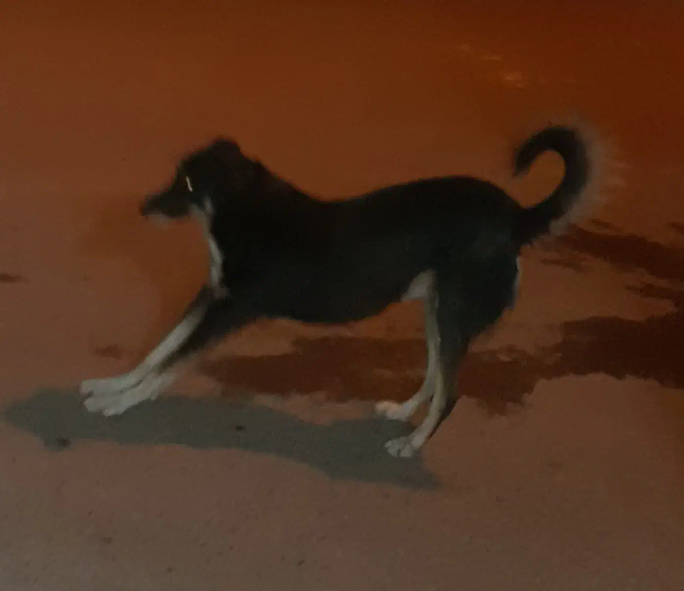 یک عددسگ|سگ|بروجرد, |دیوار