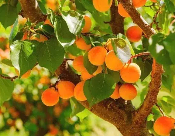 پیش فروش نهال زردآلو شکرپاره|خدمات باغبانی و درختکاری|تاکستان, |دیوار