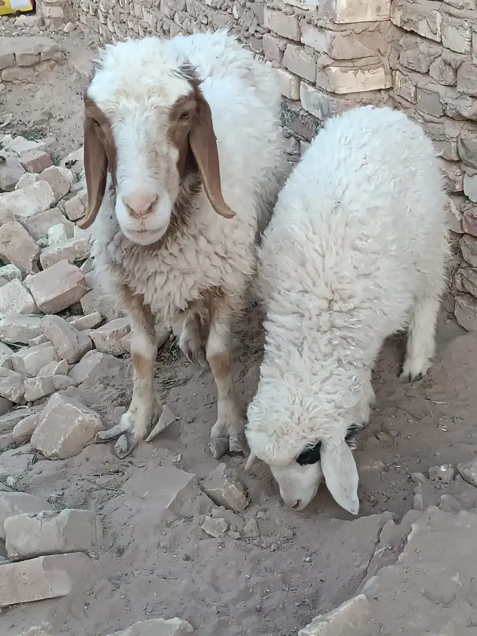 بزوگوسفند|حیوانات مزرعه|یزد, |دیوار