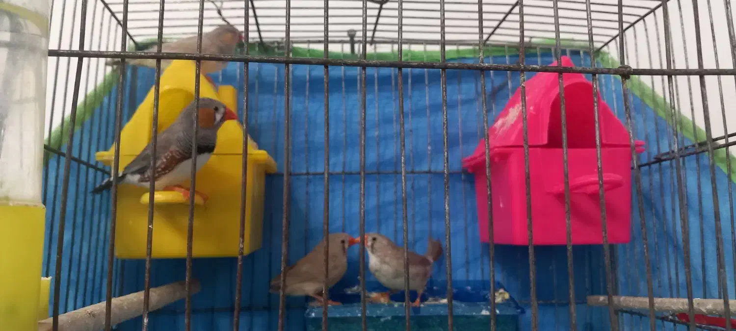 عروس هلندی وفنچ|پرنده|بابا حیدر, |دیوار