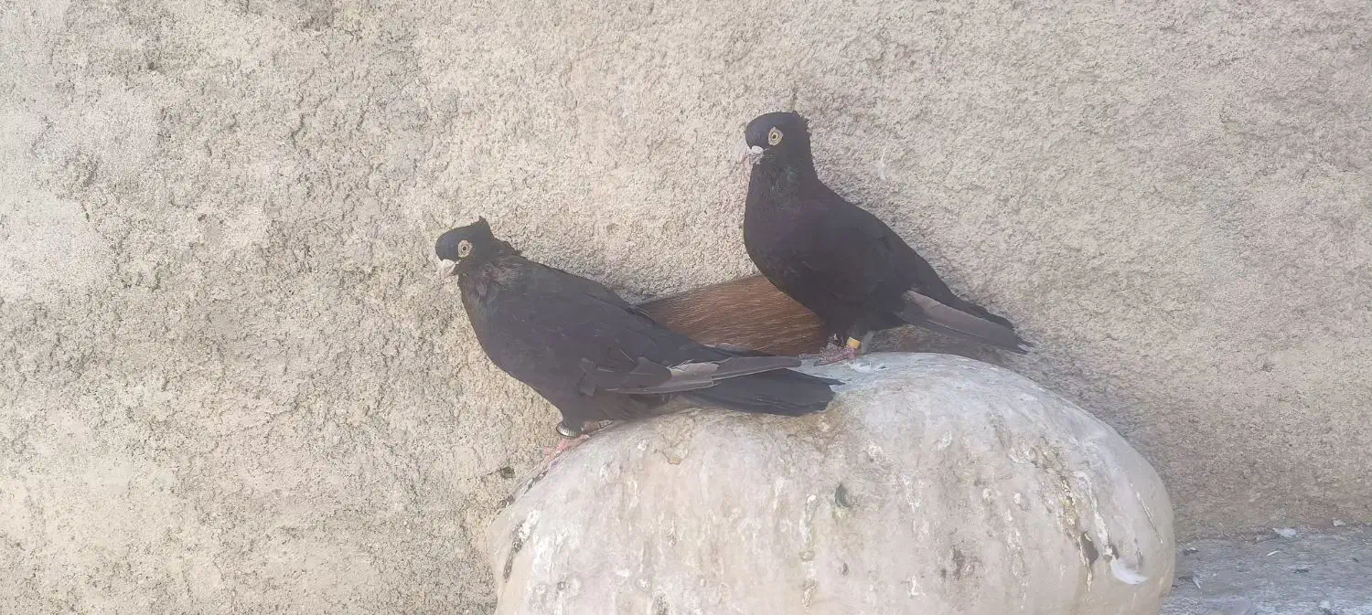 کبوتر زاغ صرب|پرنده|دوگنبدان, |دیوار