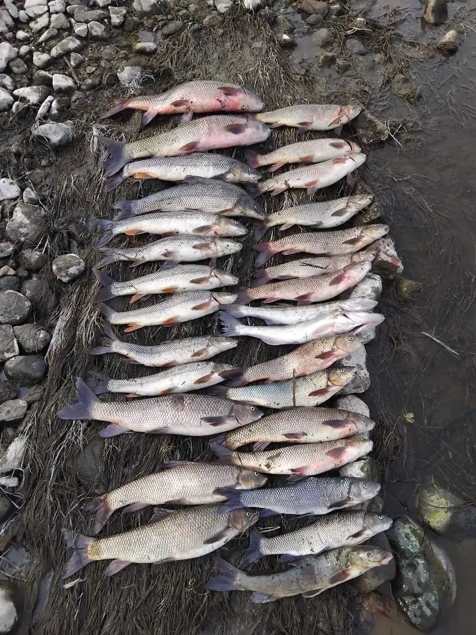 ماهی های آراز تازه|ماهی|مرند, |دیوار