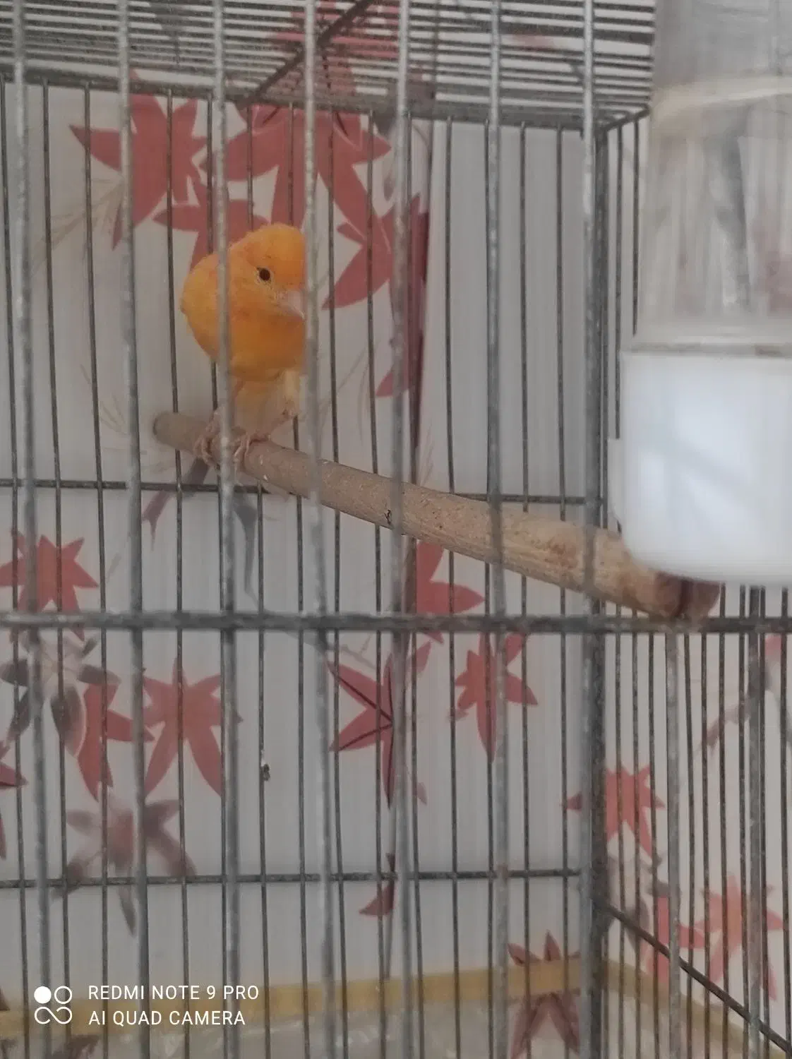 نر سرخ رنگ طبیعی جوجه امسال قیمت ۱۵۰۰ مقطوع|پرنده|تربتحیدریه, بالا ولایت|دیوار