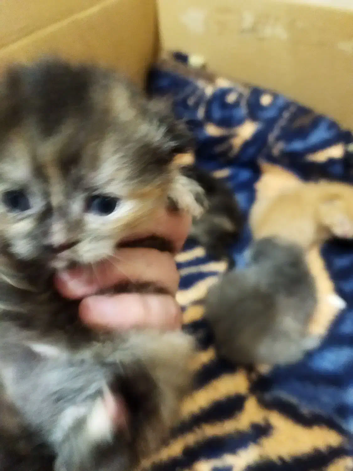 بچه گربه پرشین اسکاتیش|گربه|گنبد کاووس, |دیوار