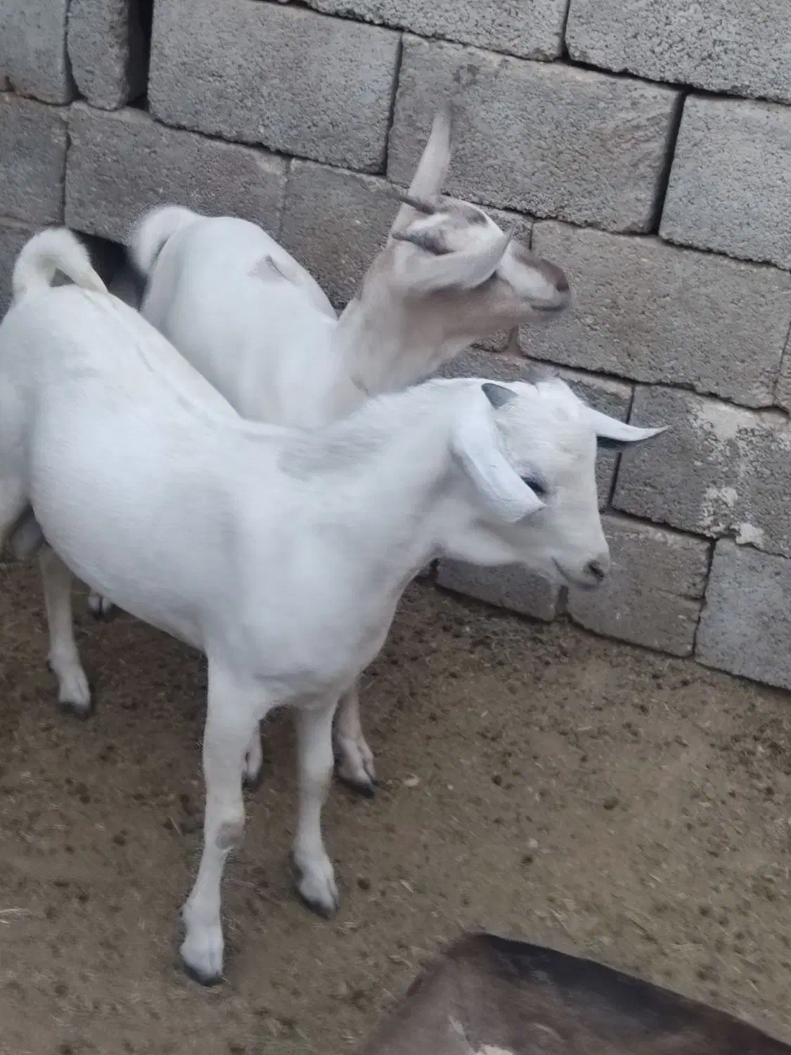 کهره سومال|حیوانات مزرعه|بستک, |دیوار