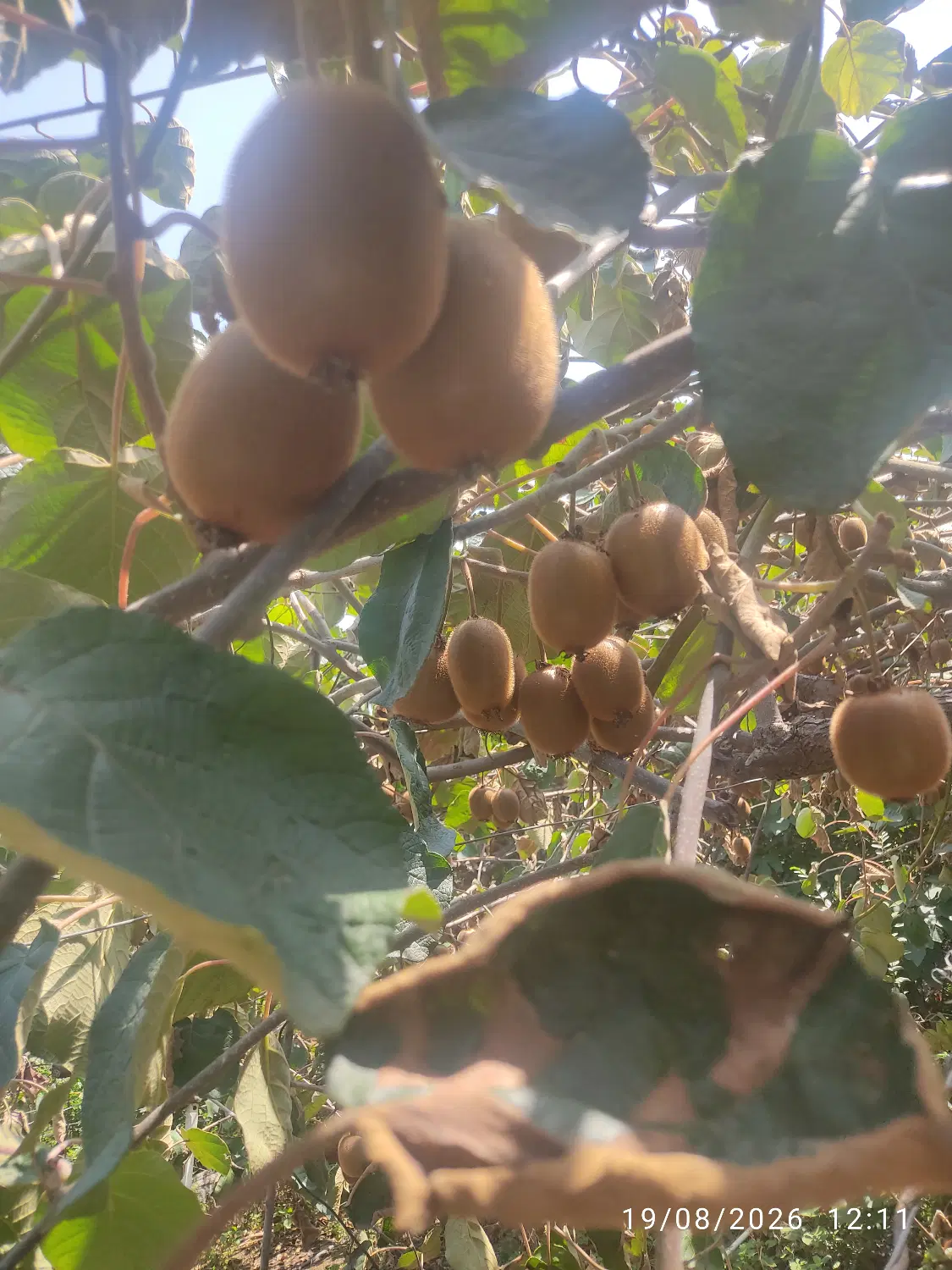 کیوی|خوردنی و آشامیدنی|آستارا, |دیوار