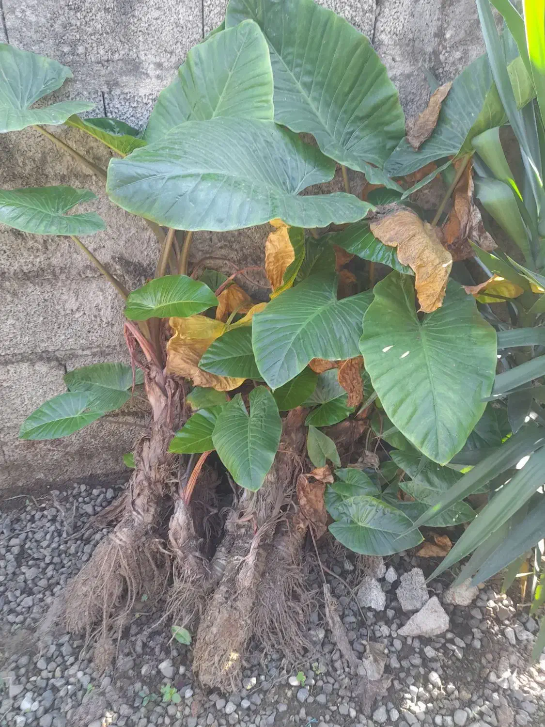 گل بابا آدم|گل و گیاه طبیعی|رحیمآباد, |دیوار