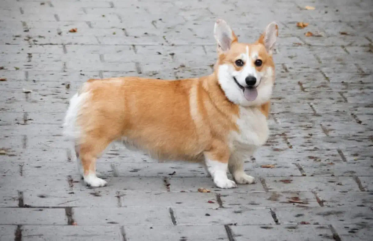 ولش کورگی|سگ|تهران, پردیسان|دیوار