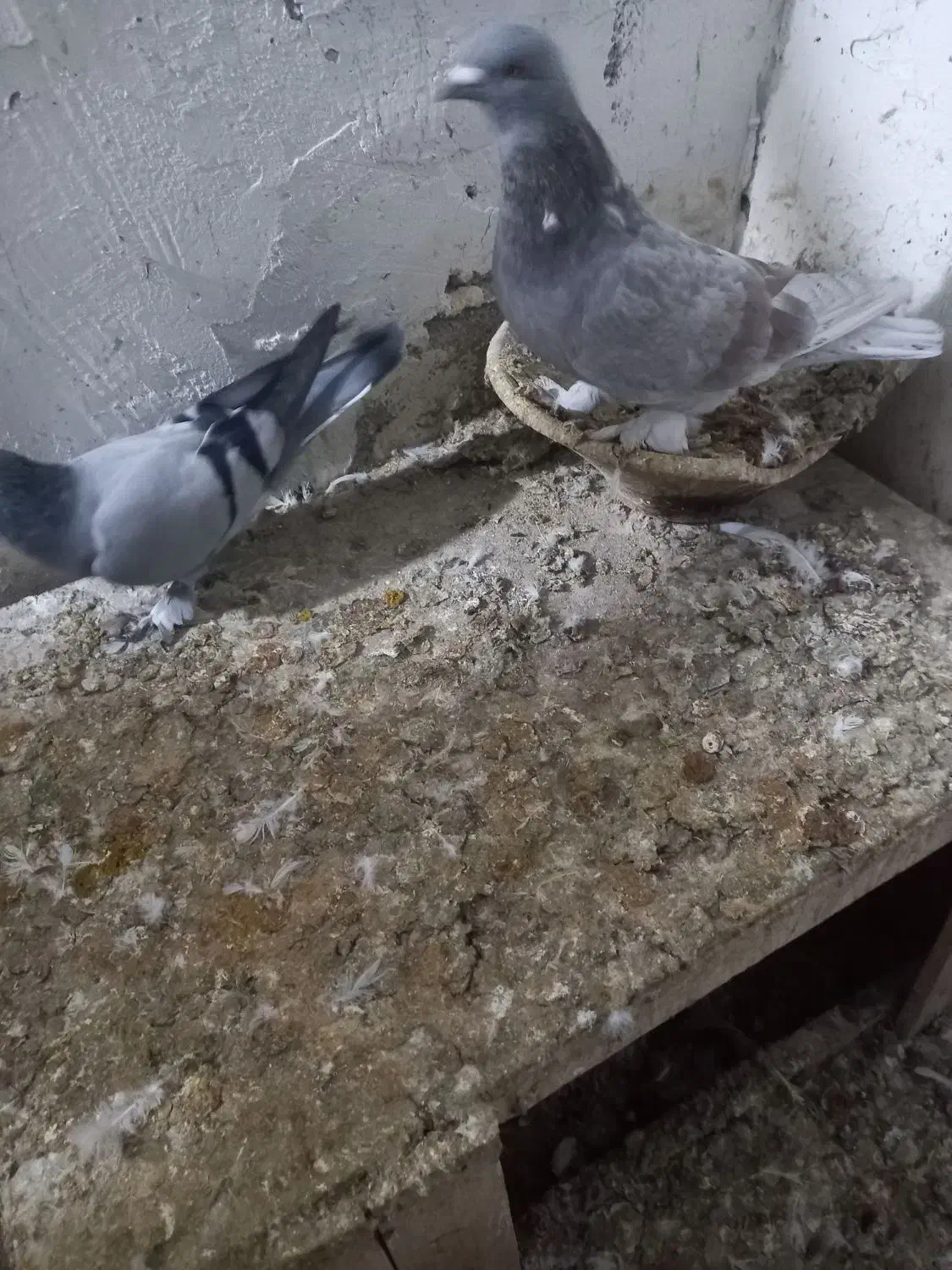 کبوتر ترکیه|پرنده|خسروشاه, |دیوار