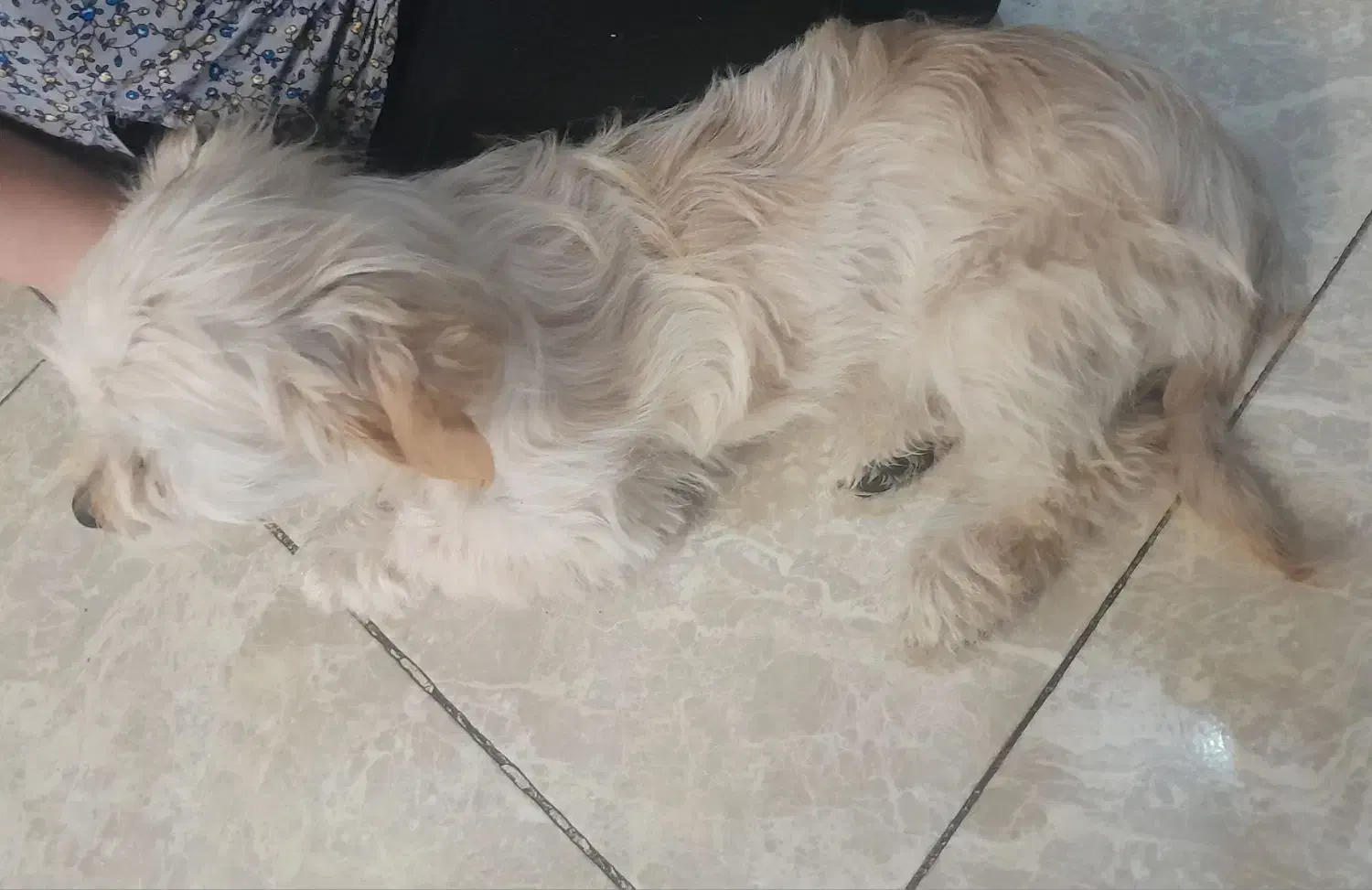 سگ شیتزو اصل|سگ|اراک, |دیوار